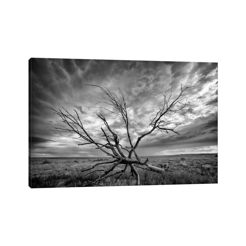 Colorado Storm by Dan Ballard - Wrapped Canvas Gallery-Wrapped Canvas Giclée, 20.32 cm H x 30.48 cm W