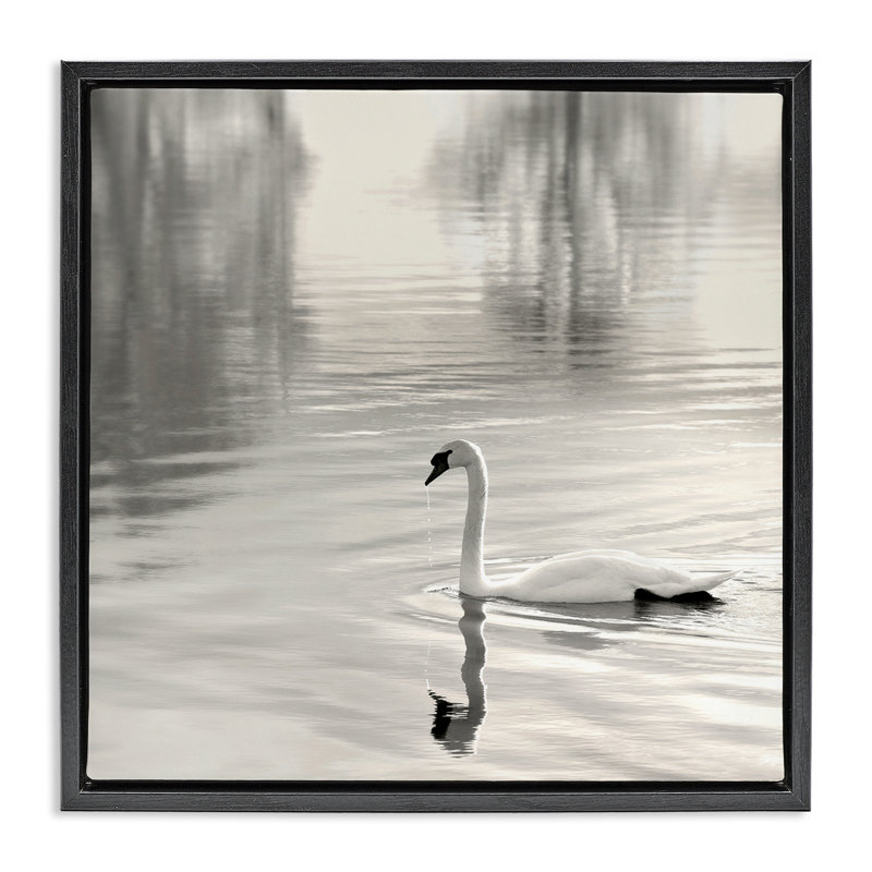 Cadre flottant Morning Sunlit Swan, design par Nicholas Bell, H 18 po x l 18 po, Cadre flottant noir de jais