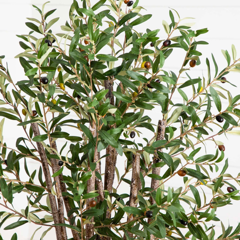 Olive Tree with Leaves and Fruit