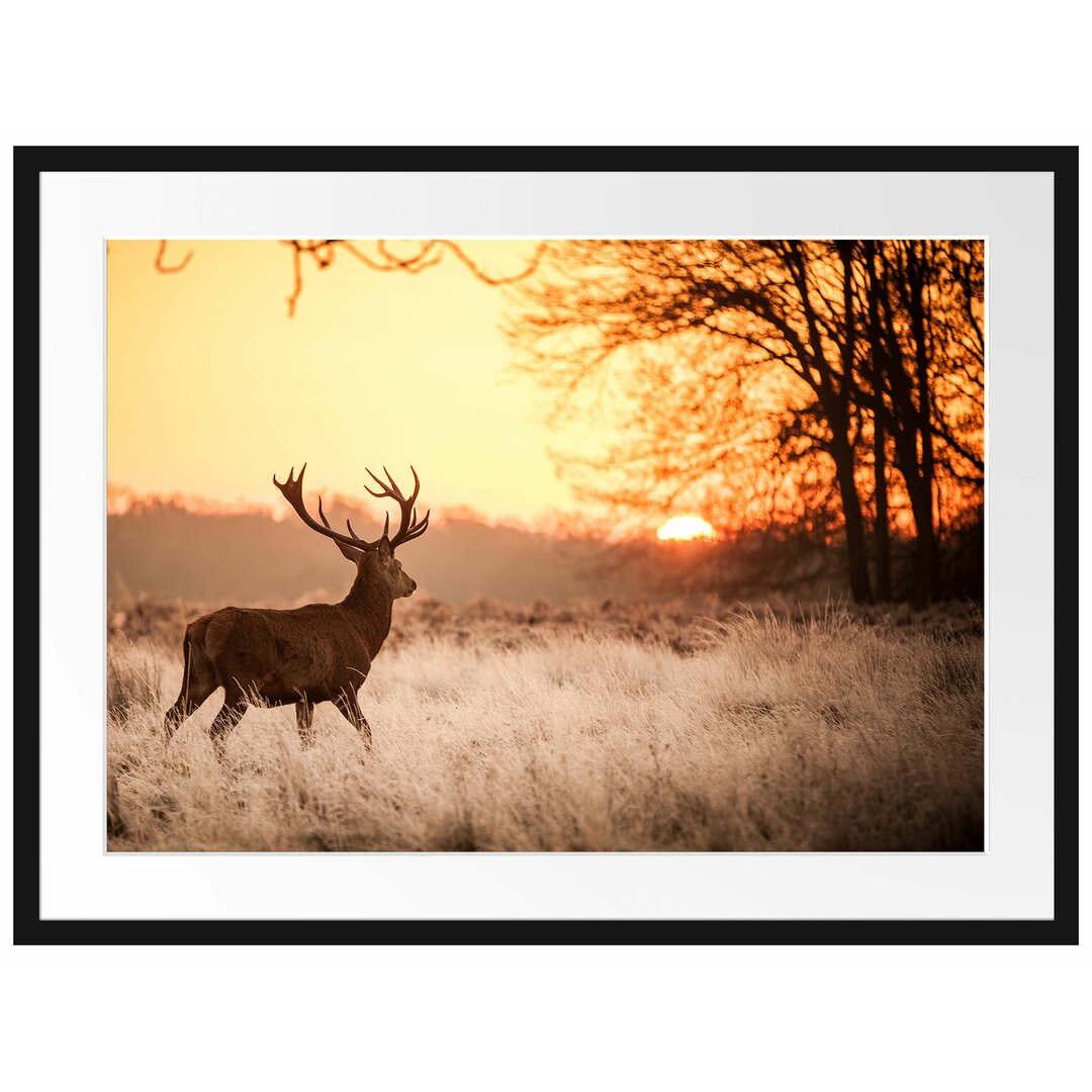 Gerahmtes Poster Hirsch im Sonnenuntergang