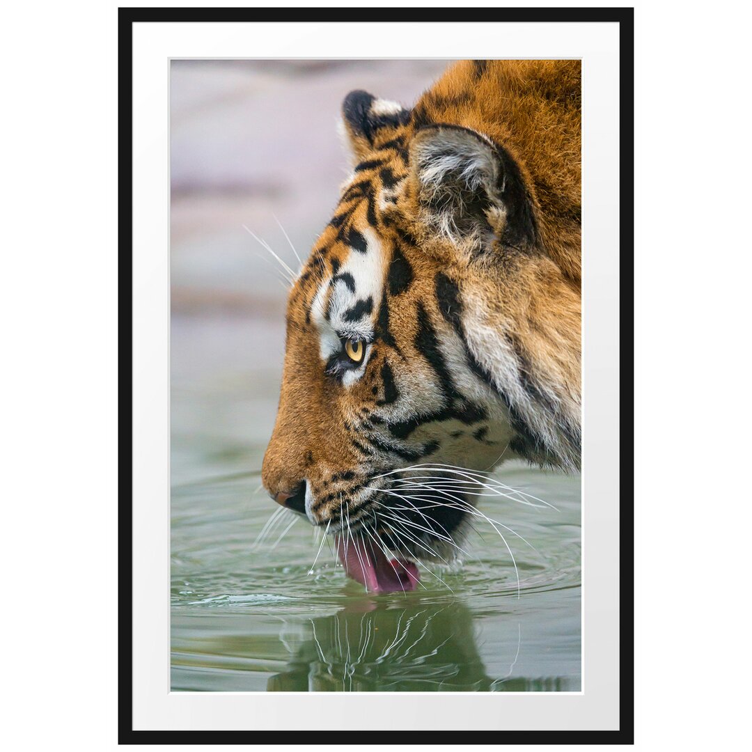 Gerahmtes Poster Tiger am Wasserloch