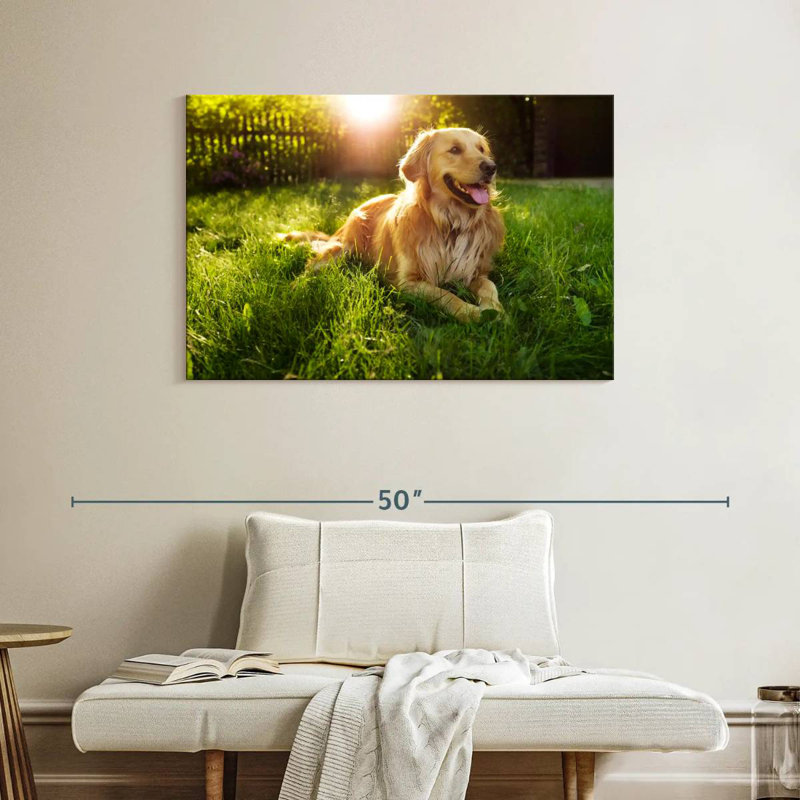 Golden retriever Brampt ensoleillé, H 26 po x l 39 po