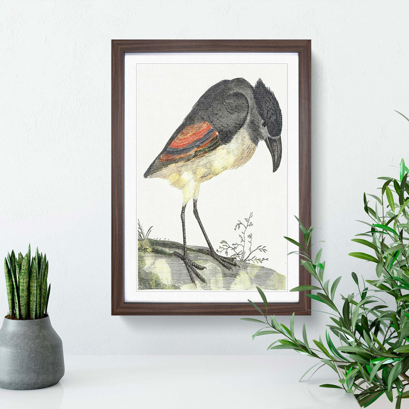 Boat Billed Heron by Johan Teyler - Picture Frame Painting Print, 36cm H x 27cm W x 2cm D, Walnut Framed