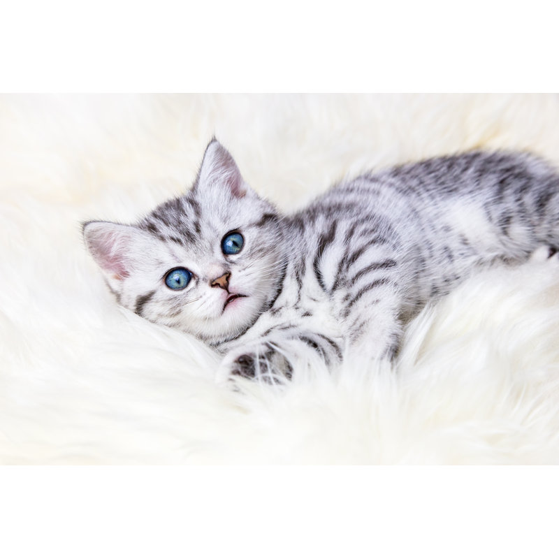 Young Silver Tabby - Wrapped Canvas Print, 30cm H x 46cm W x 3.8cm D