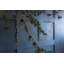 Vex 0.58' Gold Crystal Novelty Garland
