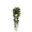 Philodendron plante en panier-1358739946