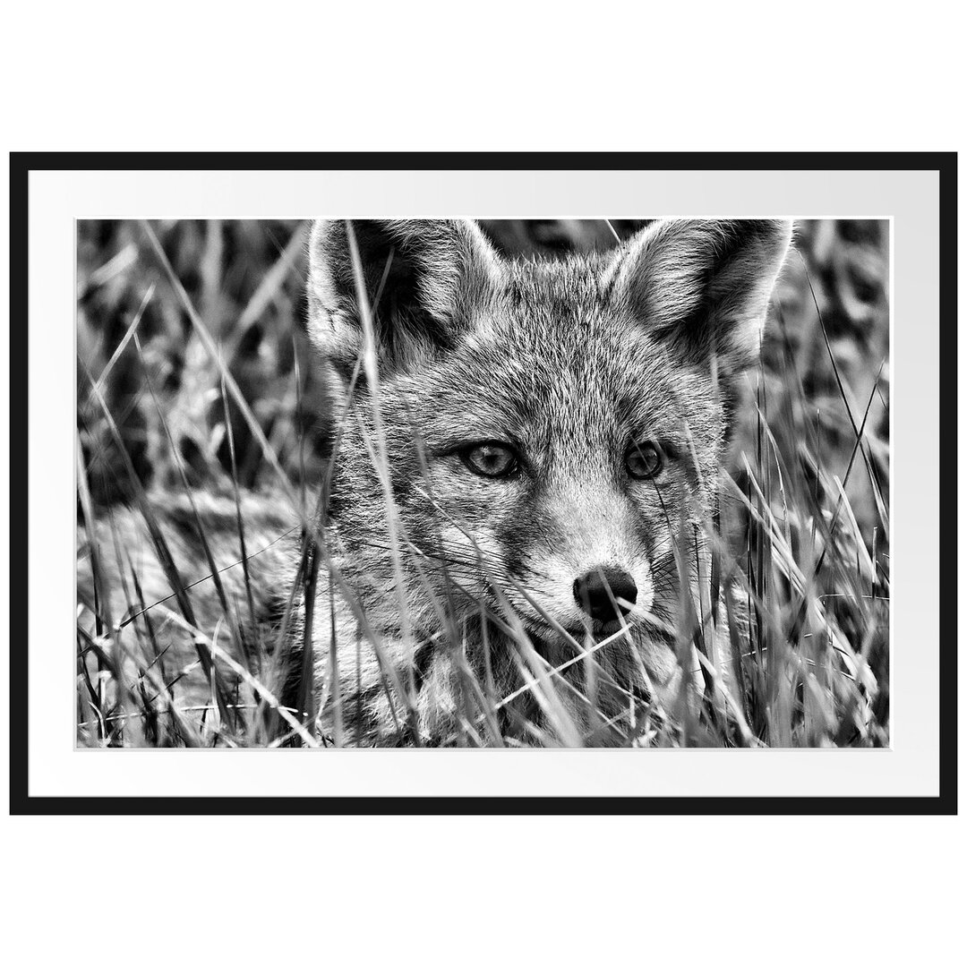 Gerahmtes Poster Junger Fuchs auf Wiese