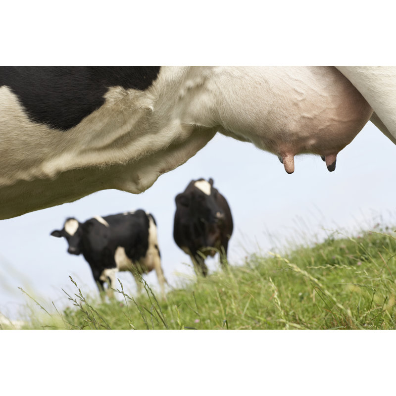 Milk Machine - Wrapped Canvas Print, 20cm H x 30cm W x 3.8cm D