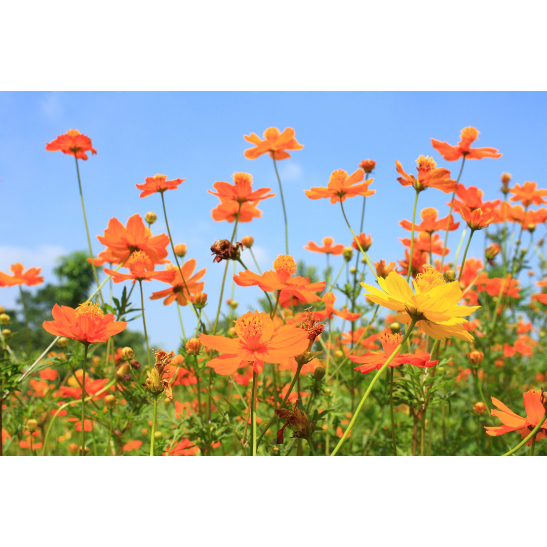 Schöne Frühlingsblumen von LUHUANFENG - Leinwandbild