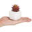 3.25'' Faux Plant in Ceramic Pot