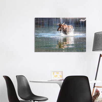 Moose Crossing by Matteo Colombo - Wrapped Canvas Print