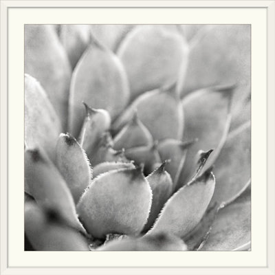 Garden Succulent " Garden Succulent I " by Laura Marshall