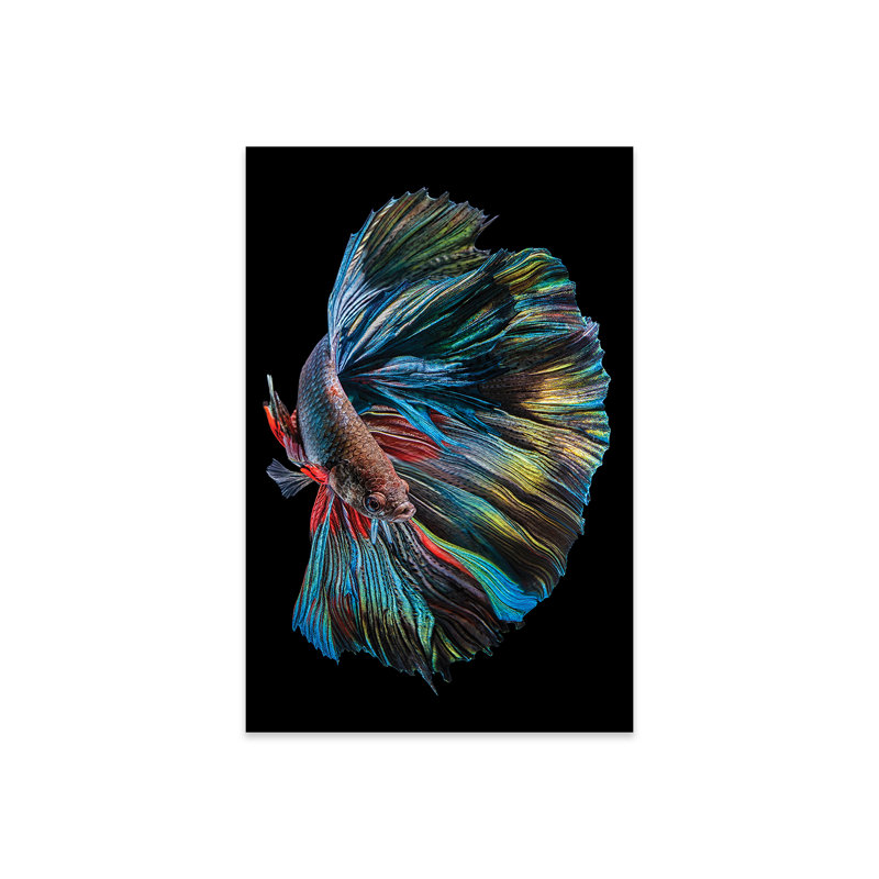 Le poisson Betta, H 24 po x l 16 po x P 0,25 po, Acrylique