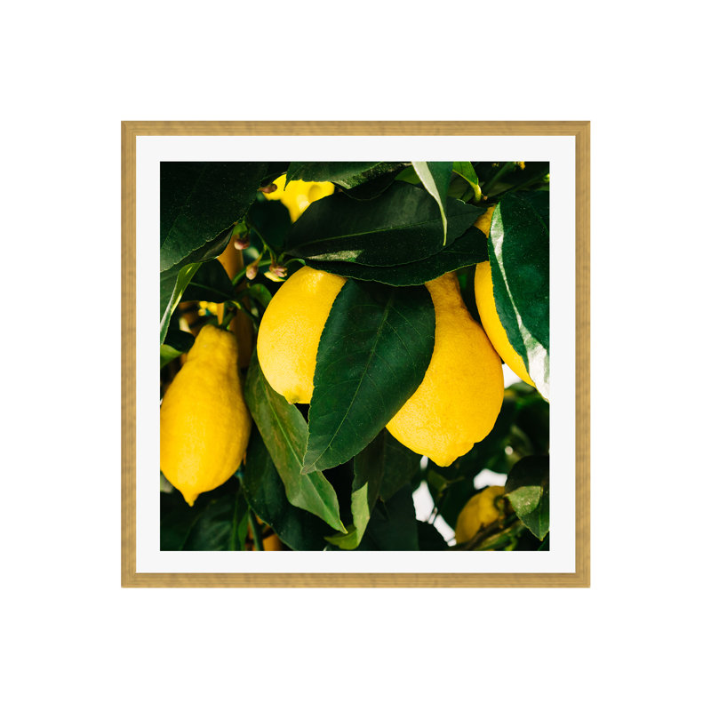 Citrons de la côte d'Amalfi, H 12 po x l 12 po x P 0,75 po, Oui, Cadre doré à une seule photo
