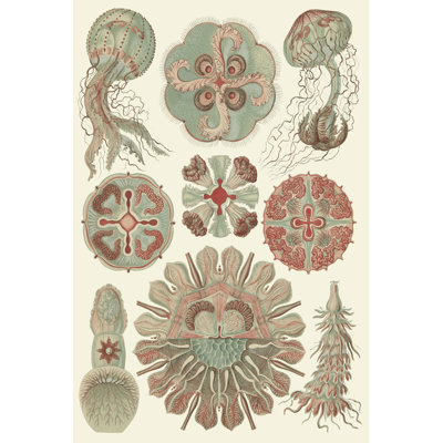 Sophisticated Sealife IV by Ernst Haeckel - Wrapped Canvas Print
