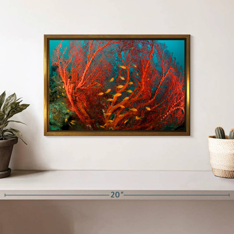 Corail de feu, Cadre flottant doré, 13 po x 9 po