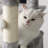Mccurry 66.1'' H Cat Tree-251968368
