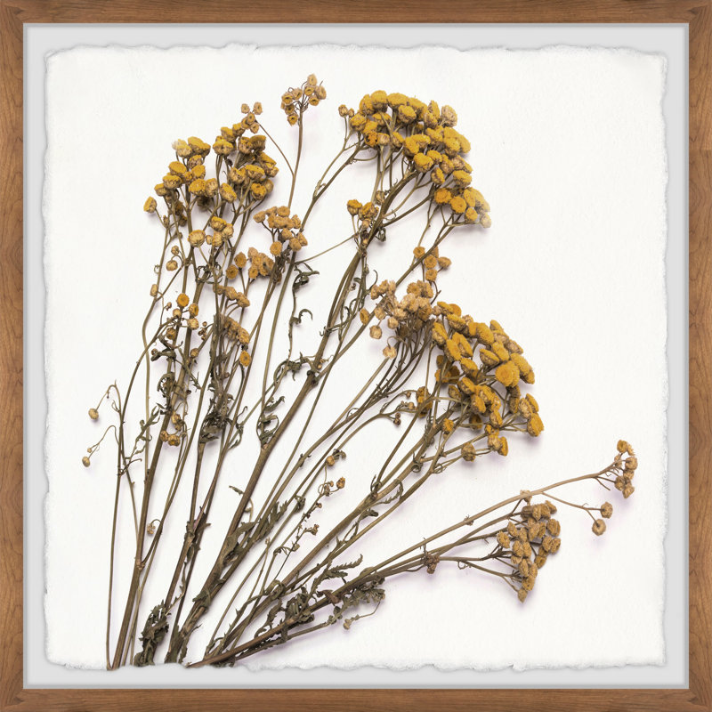Dried Dandelion - Single Picture Frame Painting, 41 cm H x 41 cm W