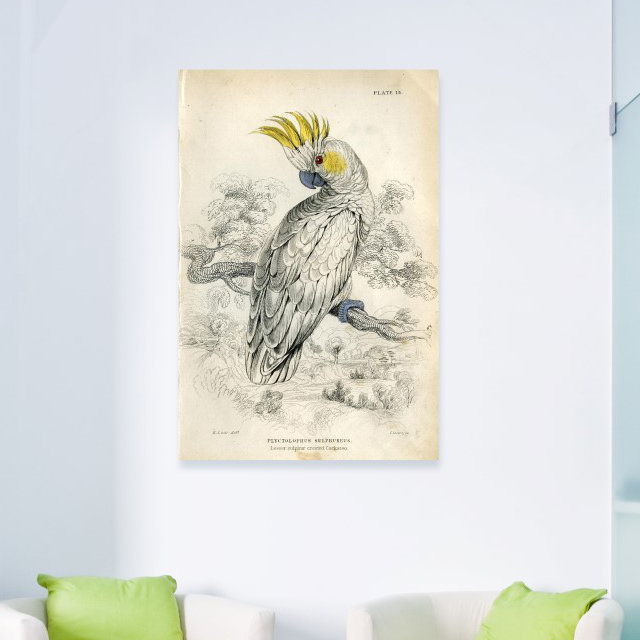 Soufre cacatoès - peinture sur toile tendue, H 30 po x l 20 po
