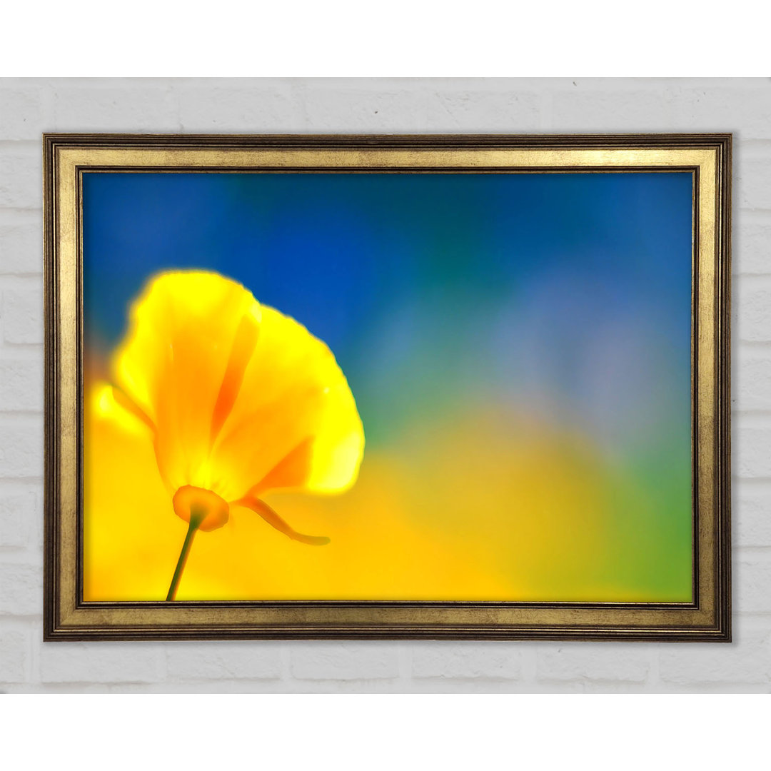 California Poppy Gelb - Einzelner Bilderrahmen Kunstdrucke