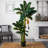 Triple Stalk Banana Tree