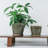 2 Piece Ceramic Plant Pot with Drainage Holes and Saucers-1986390041