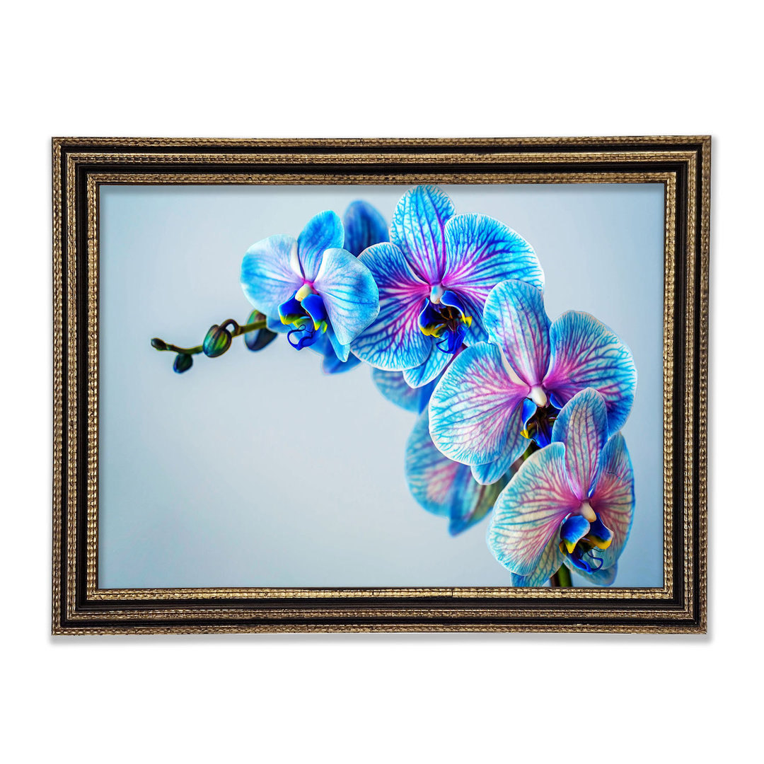 Blaue Orchideen Close Up Gerahmter Druck