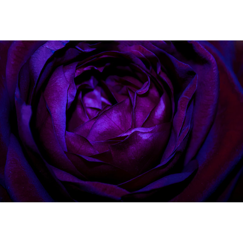 Deltaville Purple Rose Macro - Wrapped Canvas Print, 30cm H x 46cm W x 3.8cm D