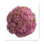 Boules de Sedum décoratives-306876333