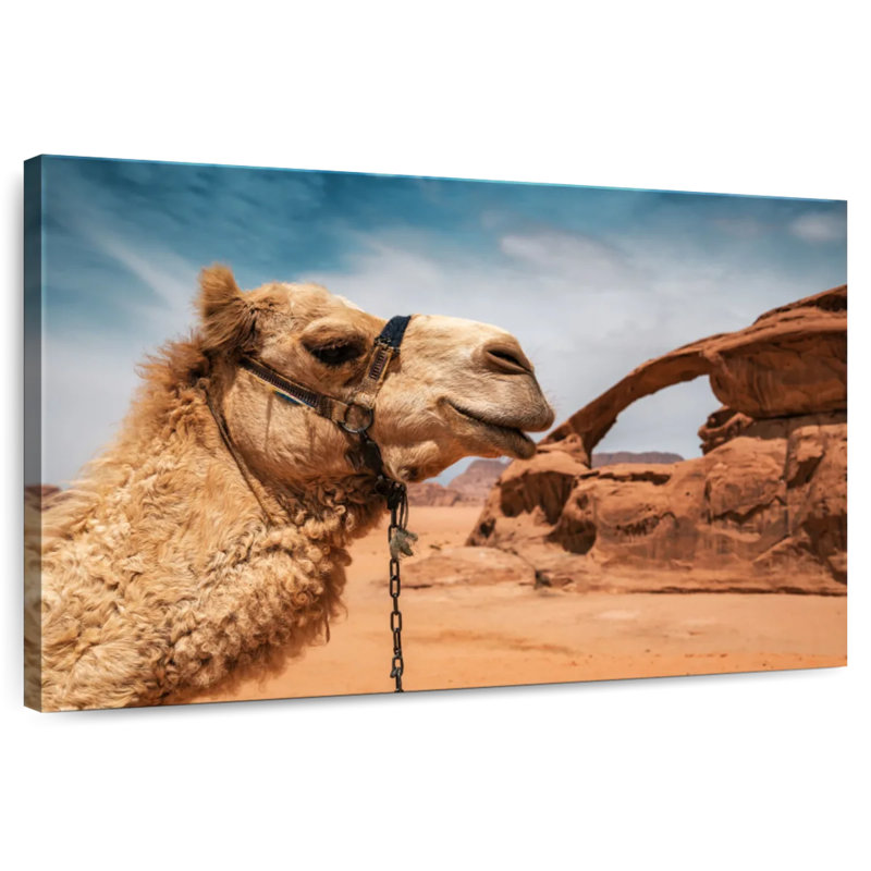Chameau dans le désert du Wadi Rum