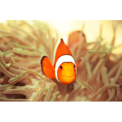 " Anemone And Clownfish " by Goodolga