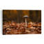 Forêt d'automne, champignons, bio, abstrait, paisible, affiche murale-989393855