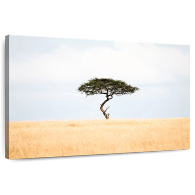 Acacia Harnek Savannah