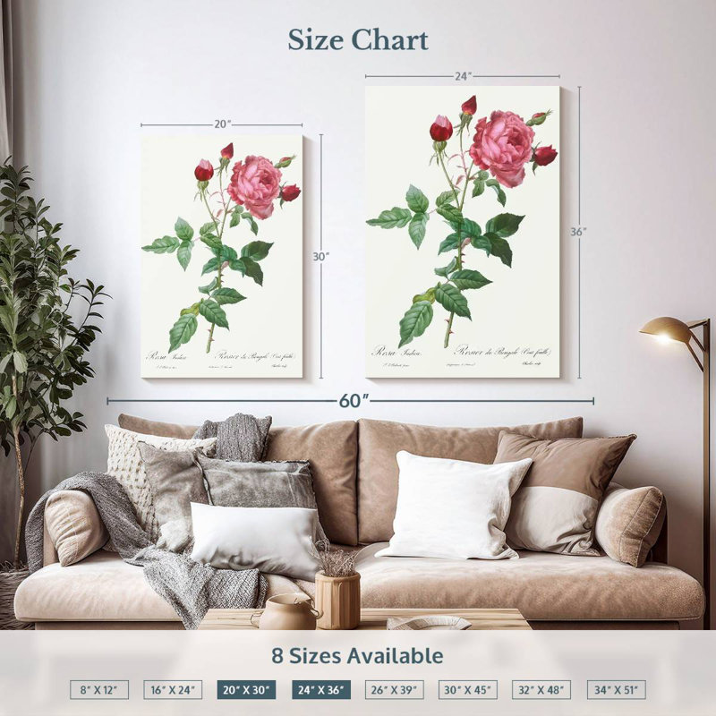 Provence Rose Rosa Indica de Les Roses, H 36 po x l 24 po