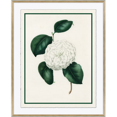 Flora " Flora VI "