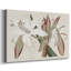 Amaryllis Varietals II-Gallery, toile tendue-1037544199
