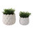 Seashell Planters, White, 2-Pieces