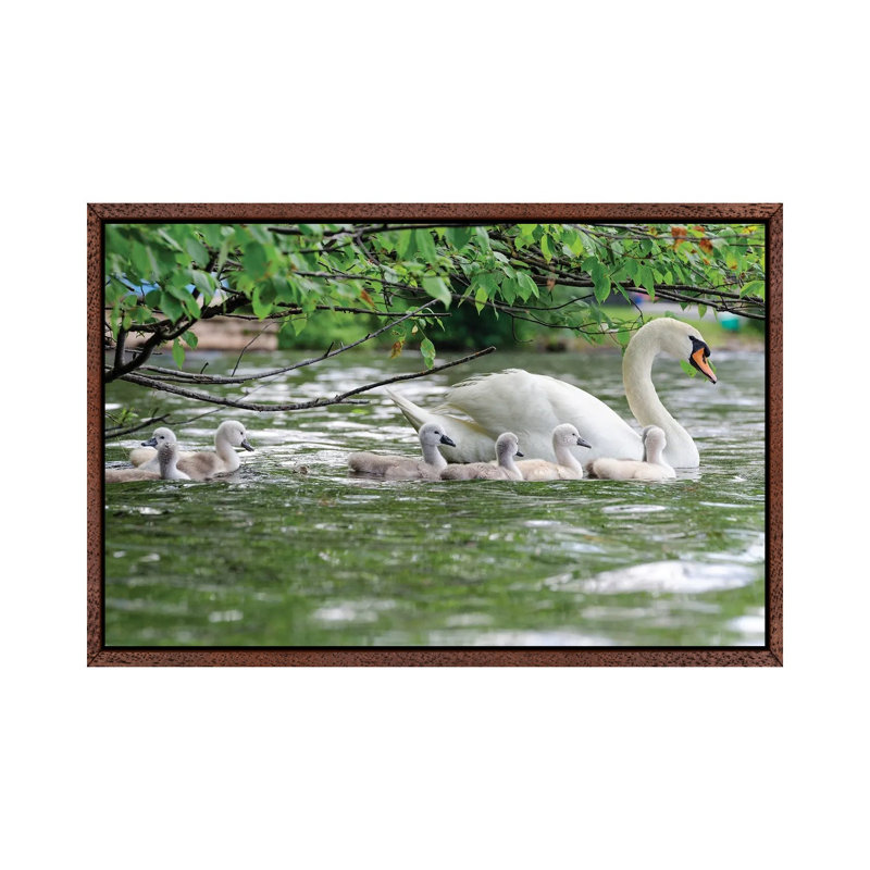 Family Float by David Gardiner - Print on Canvas, Brown Framed, 66.04 cm H x 45.72 cm W