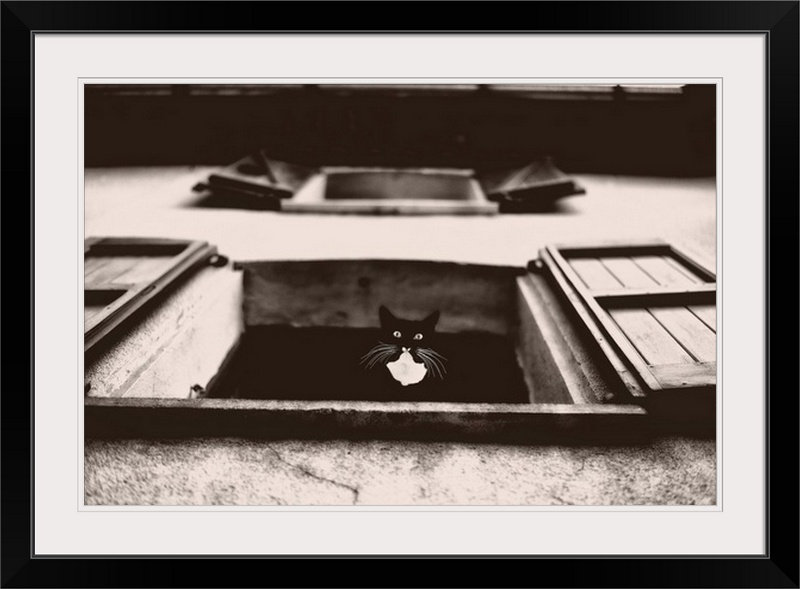 Imprimé Anjelique Dali le chat «Lars Van De Goor», H 20 po x l 26 po x P 1 po, Cadre noir