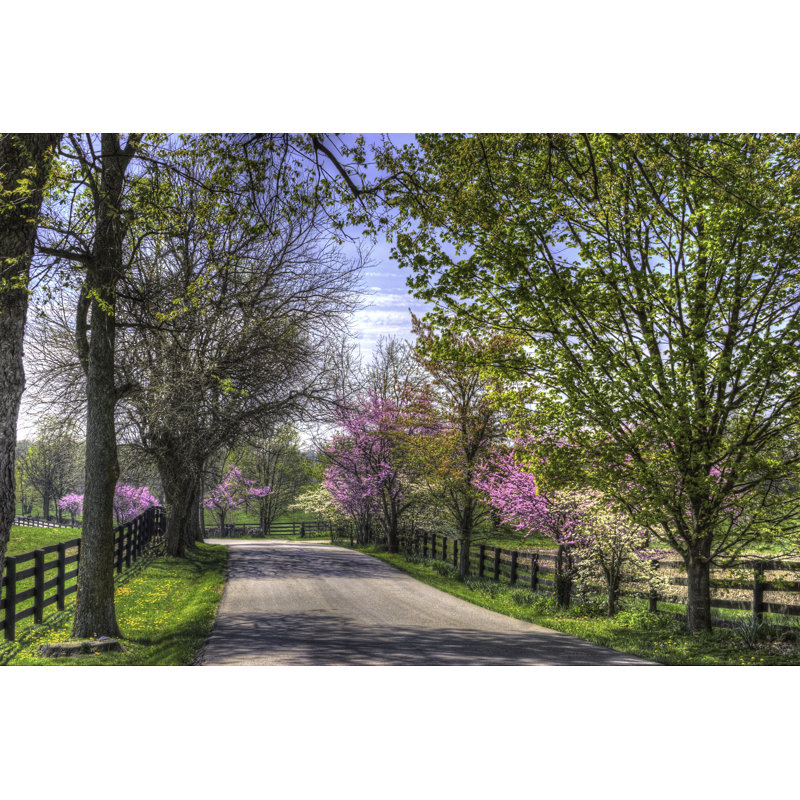 Redbuds long the Shady Lane - Photographie sur toile tendue, H 8 po x l 12 po