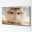 Hamster - No Frame Print on Canvas