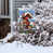 Oiseaux rouges/bleus/blancs 2
