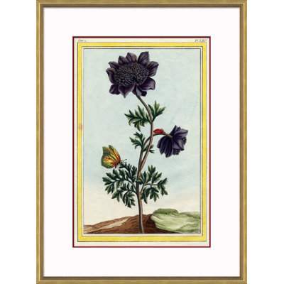 Botanical Giclee Print by Auguster Reger