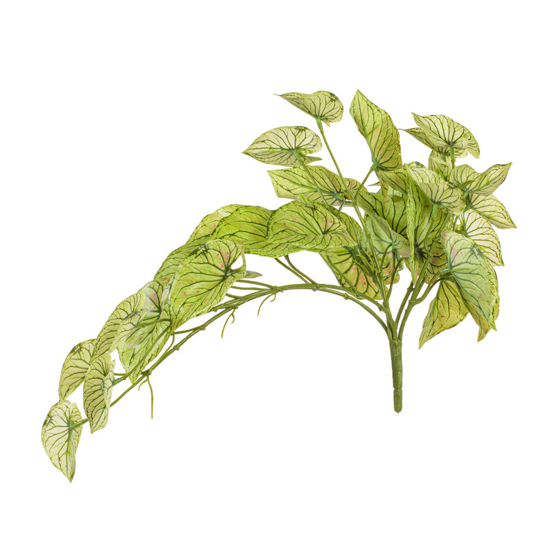 15 plantes, Vert clair