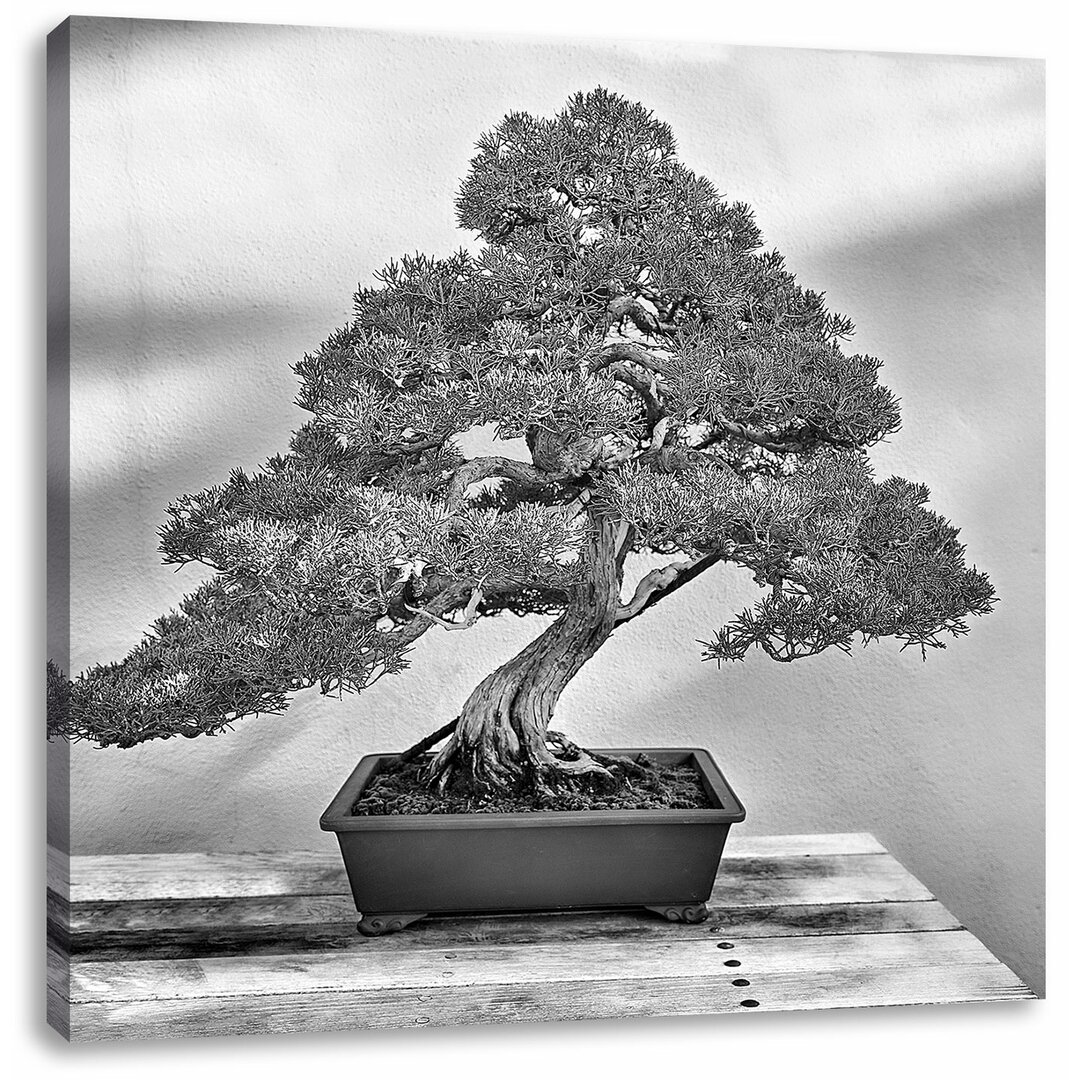 Leinwandbild Bonsai Baum