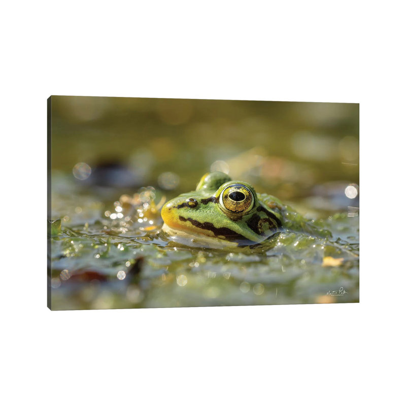 Frog by Martin Podt - Wrapped Canvas Print, 20.32 cm H x 30.48 cm W