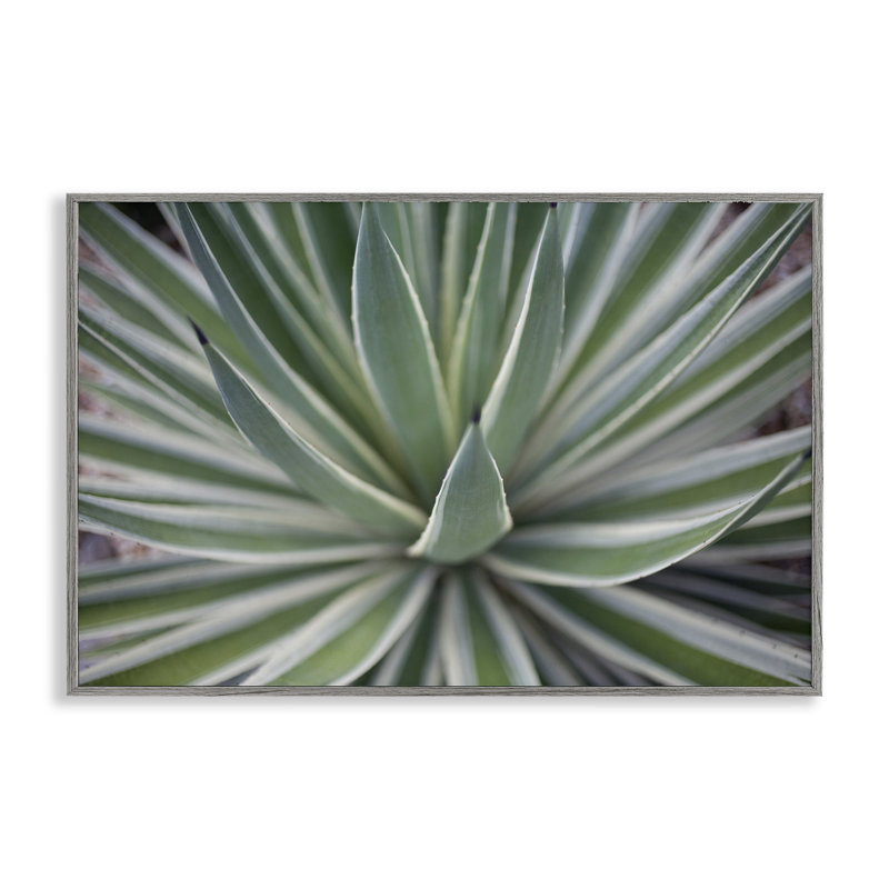 «Striped Plant Leaves», art de la giclée encadrée par Susan Bryant, Estampe numérique Farmhouse, H 16 po x l 24 po