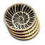 Shell Coasters