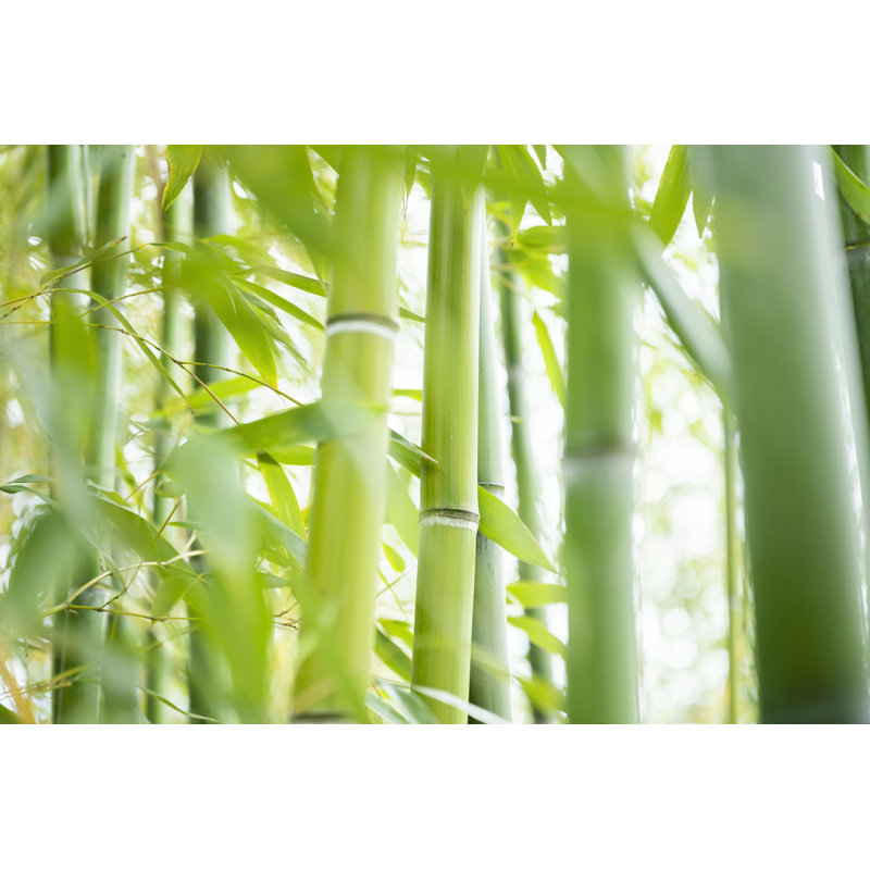 Bamboo Forest - Photographie sur toile tendue, H 8 po x l 12 po