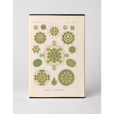Melethallia – Gesellige Algen (Plate 34, Kunstformen der Natur, 1904) — Portrait Canvas Wall Art